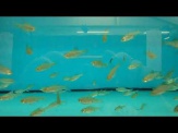 thmb-barbus-oligolepis-eilandbarbe-25-bis-3-cm-12644.jpg