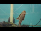 thmb-hypostomus-plecostomus-saugmaulwels-10-cm-12646.jpg