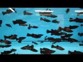 thmb-poecilia-sphenops-black-blackmolly-35-bis-5-cm-12648.jpg