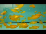 thmb-poecilia-sphenops-gold-goldmolly-xl-groe-12651.jpg