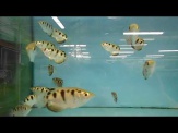 thmb-toxotes-jaculatrix-schutzenfisch-7-cm-12655.jpg
