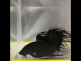 thmb-7339-betta-splendens-male-crowntail-black-l-groe-13294.jpg