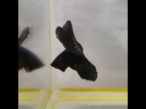 thmb-7442-betta-splendens-male-halfmoon-black-orchid-xl-groe-13296.jpg