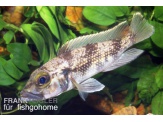 thmb-lamprologus-lemairii-11527.jpg