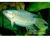 thmb-macropodus-opercularis-blue-13617.jpg