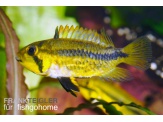 thmb-apistogramma-cacatuoides-12309.jpg