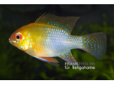 thmb-mikrogeophagus-ramirei-gold-13616.jpg