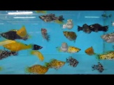 thmb-poecilia-velifera-assorted-farbenmix-der-segelkarpflinge-6-bis-7-cm-11356.jpg