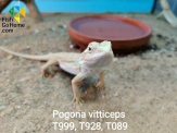 thmb-pogona-viticeps-bartagame-12943.jpeg