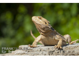 thmb-pogona-vitticeps-bartagame-13546.jpg