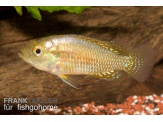 thmb-pseudocrenilabrus-multicolor-11533.jpg