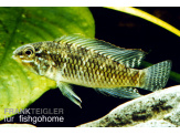 thmb-apistogramma-meinkeni-13631.JPG