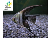 thmb-pterophyllum-scal-bicolor-long-fin-5882.jpg