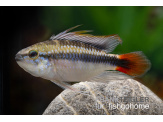 thmb-apistogramma-erythrura-rio-marmore-13612.jpg