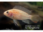 thmb-apistogramma-viejita-gold-13611.jpg
