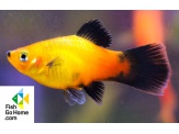 thmb-xiphophorus-maculatus-apple-tricolor-dreifarbiger-apfelplaty-8944.jpg