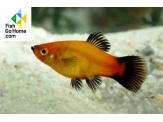 thmb-xiphophorus-maculatus-apple-tricolor-dreifarbiger-apfelplaty-8945.jpg