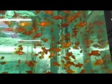 thmb-xiphophorus-maculatus-coral-korallenplaty-2-bis-3-cm-11364.jpg