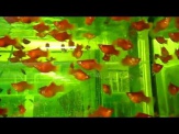 thmb-xiphophorus-maculatus-coral-korallenplaty-3-bis-4-cm-11049.jpg