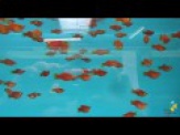 thmb-xiphophorus-maculatus-coral-korallenplaty-3-bis-4-cm-9427.jpg