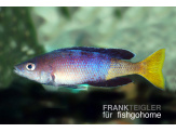 thmb-cyprichromis-leptosoma-mpulungu-13615.jpg
