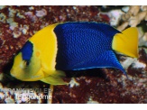 thmb-centropyge-bicolor-12778.jpg