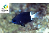thmb-chromis-bicolor-5337.jpg