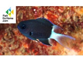 thmb-chromis-bicolor-5338.jpg