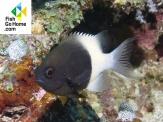thmb-chromis-bicolor-5339.jpg