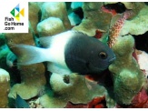 thmb-chromis-bicolor-5340.jpg
