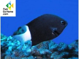 thmb-chromis-bicolor-5341.jpg