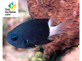 thmb-chromis-bicolor-5342.jpg