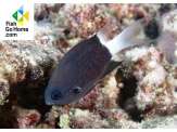 thmb-chromis-bicolor-5343.jpg