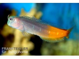 thmb-ecsenius-bicolor-12787.JPG