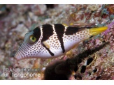 thmb-canthigaster-valentini-12516.jpg