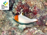 thmb-bolbometopon-bicolor-4695.jpg
