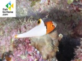 thmb-bolbometopon-bicolor-4699.jpg