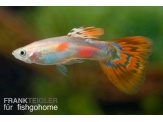 thmb-poecilia-reticulata-multicolor-12786.jpg