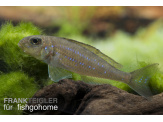 thmb-xenotilapia-flavipinnis-13621.jpg