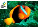 thmb-amphiprion-melanopus-schwarzflossen-anemonenfisch-9879.jpg
