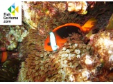 thmb-amphiprion-melanopus-schwarzflossen-anemonenfisch-9880.jpg
