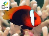 thmb-amphiprion-melanopus-schwarzflossen-anemonenfisch-9881.jpg