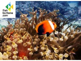 thmb-amphiprion-melanopus-schwarzflossen-anemonenfisch-9882.jpg