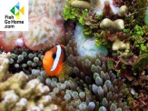 thmb-amphiprion-melanopus-schwarzflossen-anemonenfisch-9883.jpg