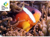 thmb-amphiprion-melanopus-schwarzflossen-anemonenfisch-9884.jpg