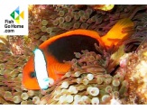 thmb-amphiprion-melanopus-schwarzflossen-anemonenfisch-9885.jpg
