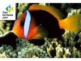 thmb-amphiprion-melanopus-schwarzflossen-anemonenfisch-9887.jpg