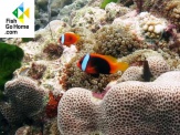 thmb-amphiprion-melanopus-schwarzflossen-anemonenfisch-9888.jpg