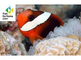 thmb-amphiprion-melanopus-schwarzflossen-anemonenfisch-9889.jpg