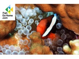 thmb-amphiprion-melanopus-schwarzflossen-anemonenfisch-9890.jpg